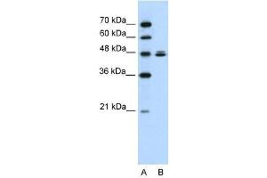 Image no. 1 for anti-HSPB (Heat Shock 27kDa) Associated Protein 1 (HSPBAP1) (C-Term) antibody (ABIN927831)