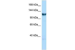 Image no. 1 for anti-General Transcription Factor IIIC, Polypeptide 3, 102kDa (GTF3C3) (C-Term) antibody (ABIN2780853)