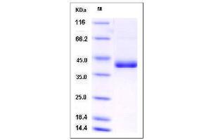 Image no. 1 for CD59a (CD59A) (AA 1-95) protein (Fc Tag) (ABIN2008238)