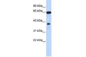 Image no. 1 for anti-Regulator of Chromosome Condensation 2 (RCC2) (Middle Region) antibody (ABIN2787157)