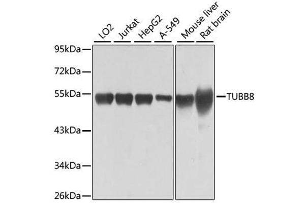 Tubulin, beta 8 抗体