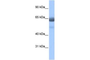 Image no. 1 for anti-Regulatory Factor X 4 (RFX4) antibody (ABIN2461948)