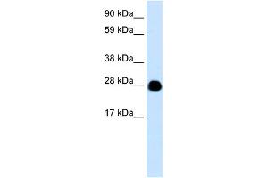 anti-14-3-3 eta (YWHAH) (N-Term) antibody