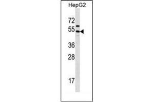 Image no. 1 for anti-Grainyhead-Like 1 (GRHL1) (AA 293-322), (Middle Region) antibody (ABIN952629)