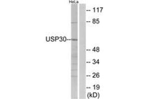Image no. 1 for anti-Ubiquitin Specific Peptidase 30 (Usp30) (AA 31-80) antibody (ABIN1535434)