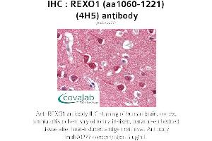 Image no. 1 for anti-REX1, RNA Exonuclease 1 Homolog (REXO1) (AA 1060-1221) antibody (ABIN1723203)