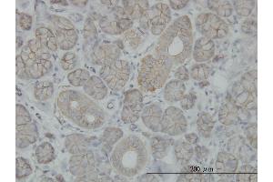 Image no. 1 for anti-Solute Carrier Family 4, Sodium Bicarbonate Cotransporter, Member 8 (SLC4A8) (AA 187-286) antibody (ABIN564099)