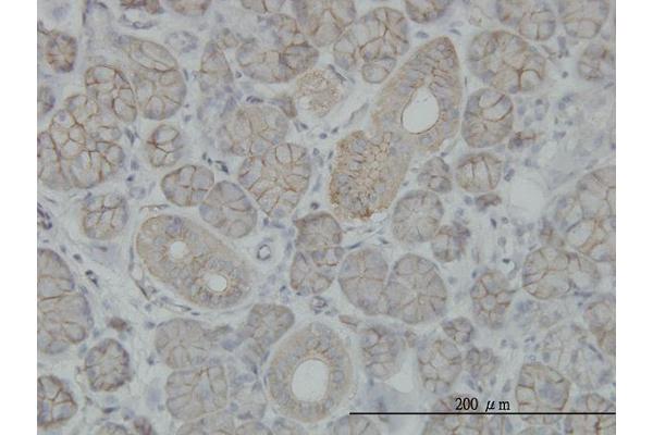 SLC4A8 anticorps  (AA 187-286)