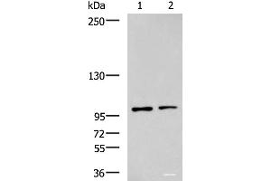 Western blot analysis of Raji and HepG2 cell lysates using GLI1 Polyclonal Antibody at dilution of 1:900