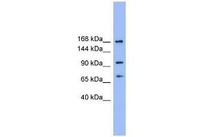 Image no. 1 for anti-ADAM Metallopeptidase with Thrombospondin Type 1 Motif, 19 (ADAMTS19) (N-Term) antibody (ABIN2778452)