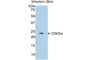 Image no. 1 for anti-Interleukin 37 (IL37) (AA 27-192) antibody (ABIN1176374)