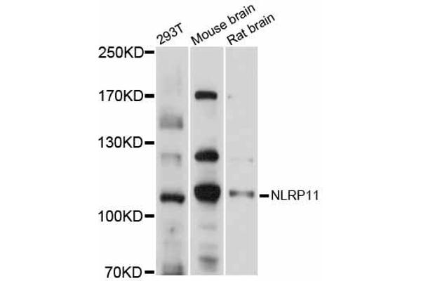 NLRP11 Antikörper