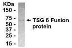 Image no. 1 for anti-Tumor Necrosis Factor-Inducible Protein 6 (TNFAIP6) (AA 248-260) antibody (ABIN2468181)