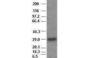 Image no. 1 for anti-Hematopoietically Expressed Homeobox (HHEX) (AA 100-270) antibody (ABIN2722701)