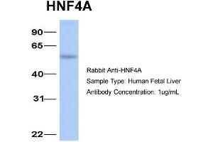 Image no. 5 for anti-Hepatocyte Nuclear Factor 4, alpha (HNF4A) (N-Term) antibody (ABIN2777514)