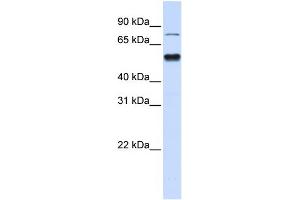 ZNF773 antibody  (N-Term)