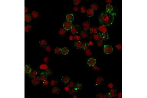 Image no. 3 for anti-Major Histocompatibility Complex, Class II, DP beta 1 (HLA-DPB1) antibody (ABIN6939630)
