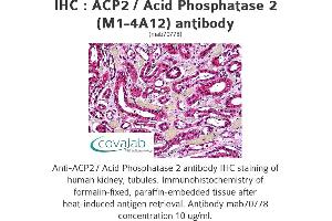 Image no. 1 for anti-Acid Phosphatase 2, Lysosomal (ACP2) (AA 1-424), (full length) antibody (ABIN1723627)
