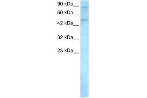 Image no. 1 for anti-SMAD, Mothers Against DPP Homolog 5 (SMAD5) (Middle Region) antibody (ABIN2779414)