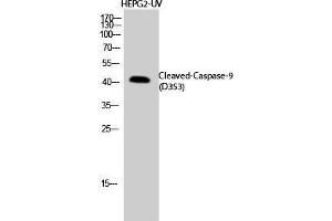 Image no. 3 for anti-Caspase 9, Apoptosis-Related Cysteine Peptidase (CASP9) (Asp353), (cleaved) antibody (ABIN3181768)