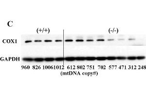 Image no. 19 for anti-Glyceraldehyde-3-Phosphate Dehydrogenase (GAPDH) (Center) antibody (ABIN2857072)