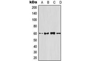 Image no. 3 for anti-Tumor Necrosis Factor Receptor Superfamily, Member 11b (TNFRSF11B) (N-Term) antibody (ABIN2707669)