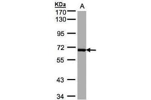 Image no. 1 for anti-Polo-Like Kinase 1 (PLK1) (Internal Region) antibody (ABIN2855807)