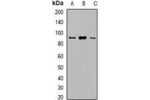 Image no. 1 for anti-Vacuolar Protein Sorting 35 (VPS35) antibody (ABIN3223019)