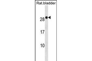 Rat Hoxb7 Antibody (Center) (ABIN1538488 and ABIN2849957) western blot analysis in Rat bladder tissue lysates (35 μg/lane).