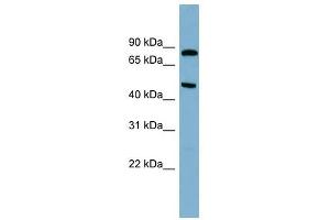 Image no. 1 for anti-Pantothenate Kinase 4 (PANK4) (N-Term) antibody (ABIN631283)