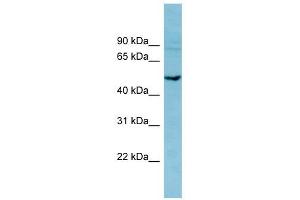 Image no. 1 for anti-phosphodiesterase 7B (PDE7B) (Middle Region) antibody (ABIN630666)