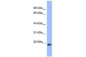 Image no. 1 for anti-Ras Homolog Enriched in Brain (RHEB) (Middle Region) antibody (ABIN2786819)