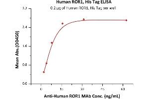 Immobilized Human / Cynomolgus / Rhesus macaque ROR1, His Tag (ABIN2181698,ABIN2181697) at 2 μg/mL (100 μL/well) can bind A ROR1 MAb with a linear range of 0.