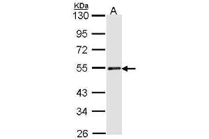WB Image Sample (30 ug of whole cell lysate) A: H1299 10% SDS PAGE antibody diluted at 1:1000