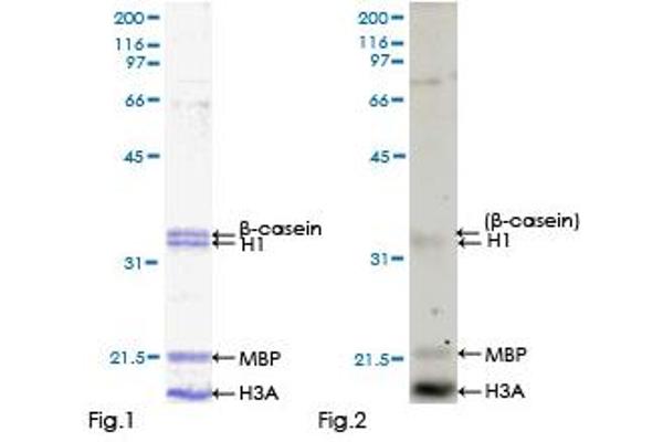Calcium/calmodulin-Dependent Protein Kinase IG (CAMK1G) (AA 1-476) protein (GST tag)