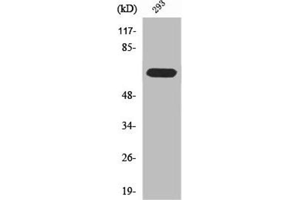 RPAP2 抗体  (C-Term)