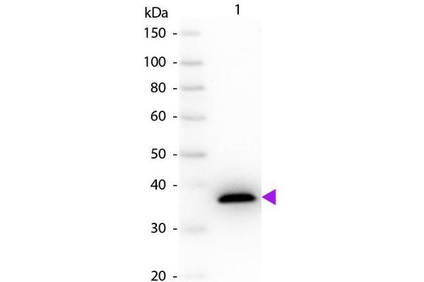 anti-Malate Dehydrogenase (MDH) antibody