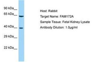 Image no. 1 for anti-Family with Sequence Similarity 172, Member A (Fam172a) (AA 170-219) antibody (ABIN6750196)