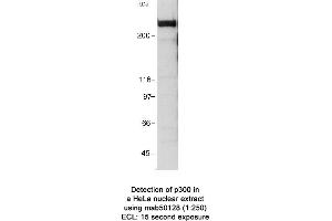 Image no. 1 for anti-E1A Binding Protein P300 (EP300) (AA 1572-2371) antibody (ABIN363282)
