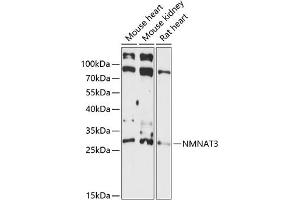 NMNAT3 anticorps  (AA 1-215)