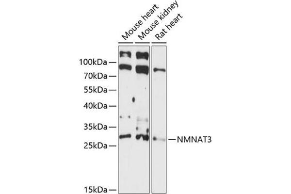 NMNAT3 Antikörper  (AA 1-215)