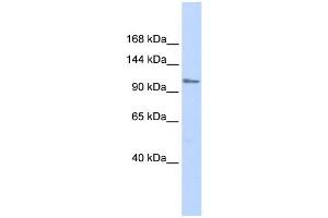 Image no. 1 for anti-Zinc Finger Protein, Multitype 1 (ZFPM1) (Middle Region) antibody (ABIN2779499)