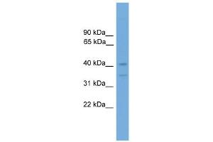 Image no. 1 for anti-Forkhead Box Q1 (FOXQ1) (Middle Region) antibody (ABIN2779844)