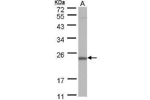 Image no. 2 for anti-Polymerase (RNA) II (DNA Directed) Polypeptide G (POLR2G) (full length) antibody (ABIN2856640)