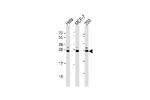 Image no. 1 for anti-KDEL (Lys-Asp-Glu-Leu) Endoplasmic Reticulum Protein Retention Receptor 1 (KDELR1) (AA 185-211), (C-Term) antibody (ABIN5536736)