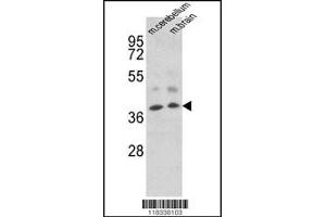 Western Blotting (WB) image for anti-Engrailed Homeobox 2 (EN2) antibody (ABIN2158693)