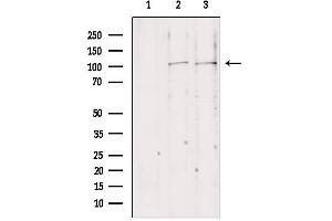 anti-NLR Family Member X1 (NLRX1) (Internal Region) antibody