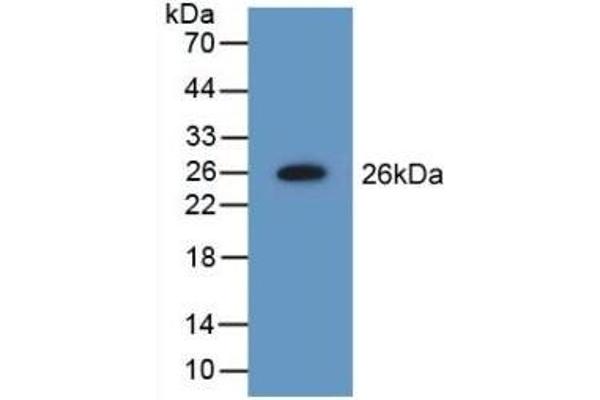 NME5 Antikörper  (AA 16-210)