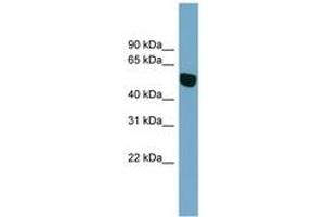 Image no. 1 for anti-Solute Carrier Family 38, Member 5 (Slc38a5) (AA 107-156) antibody (ABIN6743233)