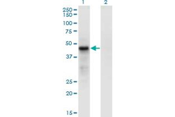 CDC42EP4 Antikörper  (AA 163-225)